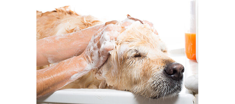 Natural Grooming and Bath Products for Dogs